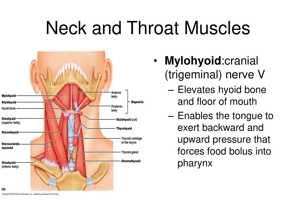 Schoolgirl gay throat muscle